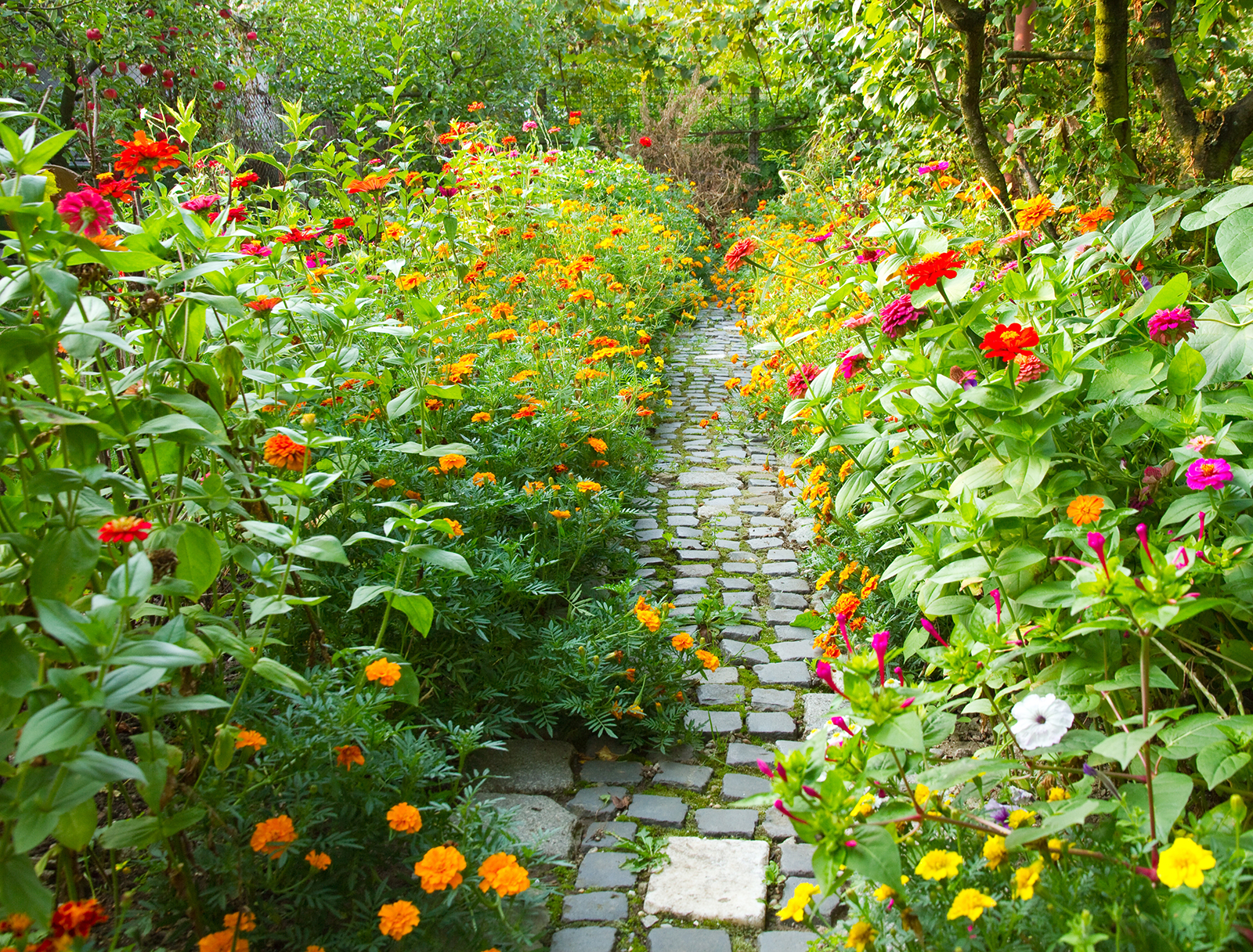 narrow-pathway-in-garden-surrounded-by-lot-of-colorful-flowers-copy